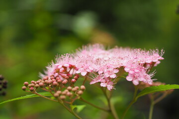 シモツケの花, Japanese spirea, Japanese meadowsweet