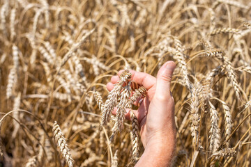 The farmer examines the grains of ripe wheat in the field. Growing grain and harvesting