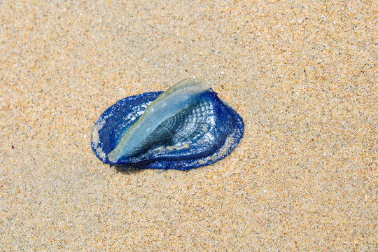Velella velella a species of hydrozoan washed ashore