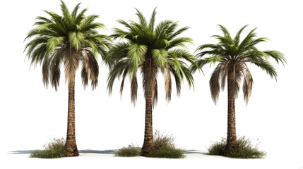 Set of palm trees in transparent background. generative ai