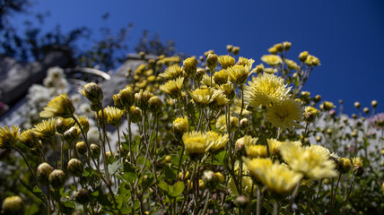 Obraz premium Yellow garden flowers in autumn