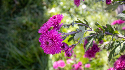 Purple flowers in the summer garden