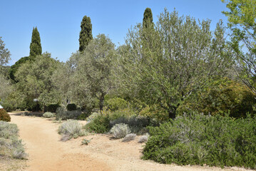 Allée de sable au jardin méditerranéen