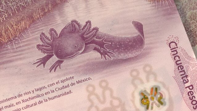 Mexican Peso 50 Banknotes Mexican Axolotl