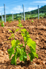 Young sprouts on the new Cannonau grape seedlings. Close-up of the shoots and bunches of grapes in the newly planted vine grafts. Traditional agriculture. 