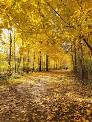 Yellow Autumn