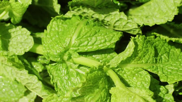 Green leaves of fresh fragrant mint with water drops close-up
