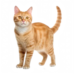 Foto op Plexiglas orange cute cat transparent background © Walid