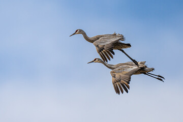 Obraz premium Sandhill Cranes (Grus canadensis) Preparing for Landing