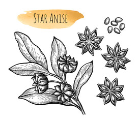 Star Anise ink sketch. - 600486128