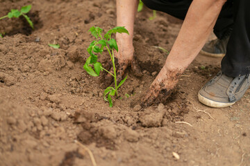 Farmer plants tomato seedlings in organic garden.  Planting and gardening at springtime