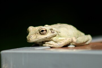 White Cuban frog
