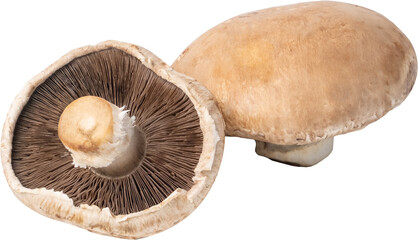 portobello mushroom cut out on transparent background. © tanarch