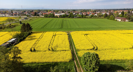 Weiterstadt Braunshardt on a sunny, spring day with yellow fields