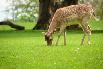 Naklejka na ściany i meble Solitary deer grazing in a park