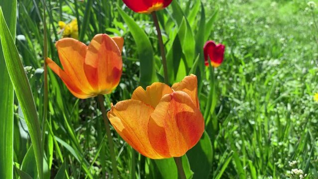 Orange tulips bloom in a flower bed in green grass in the bright sun.