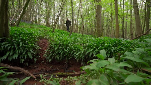 A man walking through a woodland of wild garlic in England