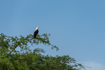 African fish eagle perched on a tree in the Kazinga Channel of Uganda