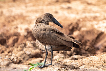 Obraz premium Hamerkop, a bird species of Scopidae, is a medium-sized waterfowl found in Africa wetlands. Taken in Queen Elizabeth National Park Uganda