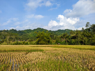 Fototapeta na wymiar A view of the vast rice fields with cloudy sky in Blitar, indonesia 