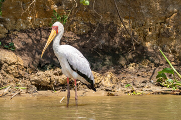 Yellow-billed Stork bird wades in the Kazinga Channel in Uganda Africa