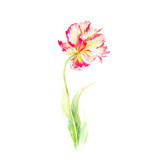 flower of red tulip drawing by watercolor, hand drawn illustration isolated on white background