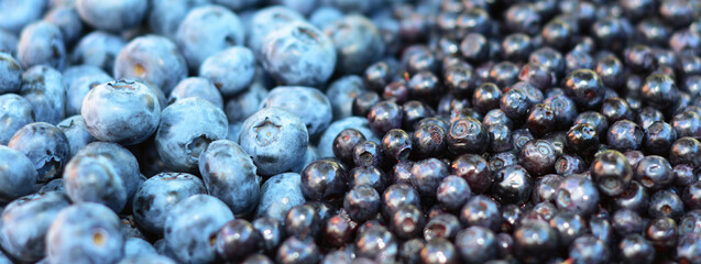 Blueberries and bilberries panorama with selective focus. Beautiful ripe bilberries are smaller and...