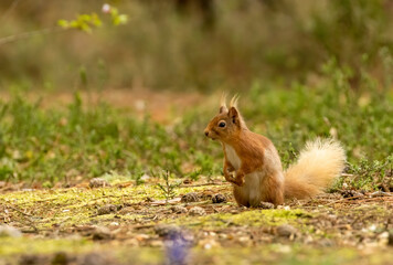 Naklejka na ściany i meble Beautiful little scottish red squirrel in the spring sunshine looking around in the woodland undergrowth 