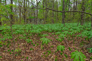 Mayapple plants emerging in a forest
