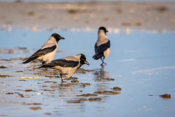The hooded crow (Corvus cornix) on a beach
