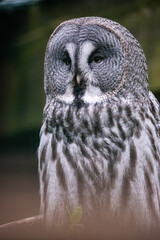 The great grey owl (Strix nebulosa) 