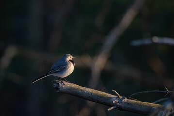The white wagtail (Motacilla alba) siting on a branch
