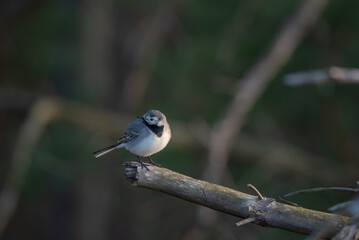 The white wagtail (Motacilla alba) siting on a branch