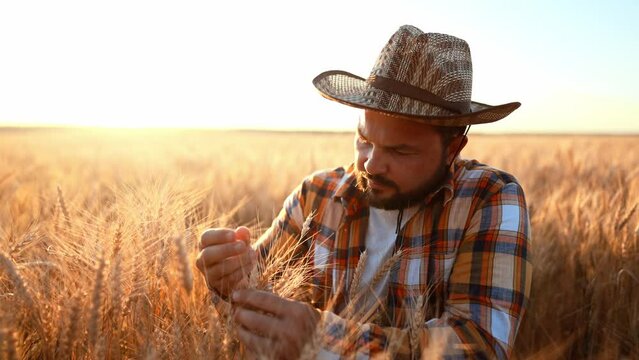 Close up male farmer in wheat field touch ripe harvest of golden wheat ears with his hands and checks quality of products produced for further collection and sale. Natural healthy food. Summer nature.