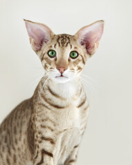 Portrait of beautiful young oriental purebreed kitten cat sitting and looking into camera on white background