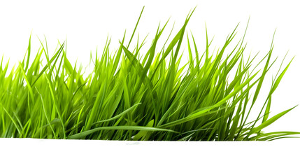 Obraz premium Grass on transparent background png Generative AI