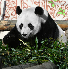 Fun and cute Giant panda (Ailuropoda melanoleuca) with delicious bamboo