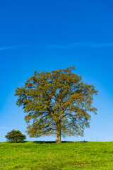 Fototapeta na wymiar Big old solitary tree on a fresh green meadow on a hill in Iserlohn Sauerland Germany on a sunny May morning with clear blue sky. Springtime with opening leaf buds for the new life circle.