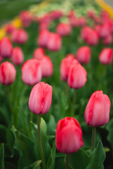 Close up of a group of pink tulips in Keukenhof, The Netherlands