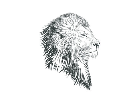 lion head hand drawing vector illustration, side view