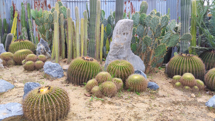 Botanical Cactus desert plant in the garden park and outdoor -  Decorative  garden - image from Bangkok thailand