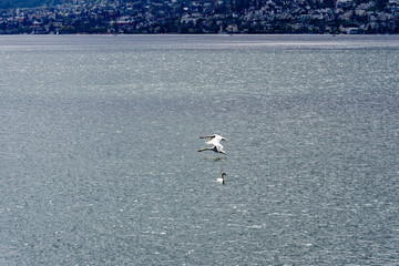 Scenic view of Lake Zürich seen from City of Zürich with landing mute swans on a blue cloudy spring day. Photo taken April 17th, 2023, Zurich, Switzerland.