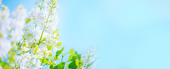  Lush flowering of white lilac bushes in a sunny garden. Banner. Free space for texts and your...