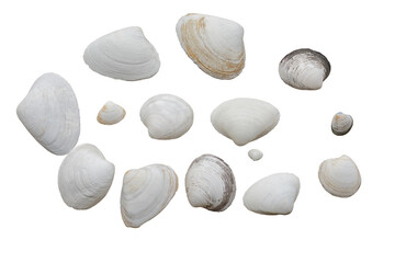 Seashells of various shapes and sizes. Isolate on white