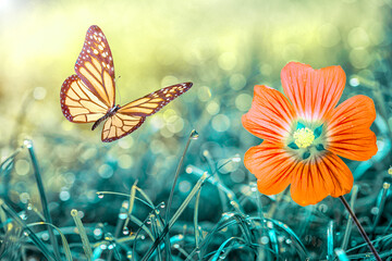 Macro shots, Beautiful nature scene. Closeup beautiful butterfly sitting on the flower in a summer garden.