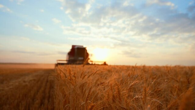 Combine harvesting ripe wheat on farm field at summer sunset. Work on farm, harvest using modern harvester machinery equipment. Food production, farming agricultural industry, agribusiness concept.