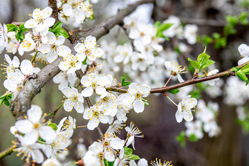 Flowering branches in spring, apple tree branches bloomed.