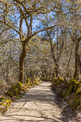 The road in the Camino de Santiago