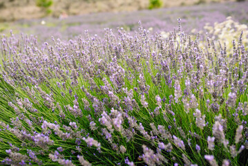 Lavender waving with the wind in the field