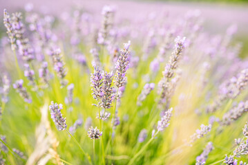Bunch of lavender in a middle of a field